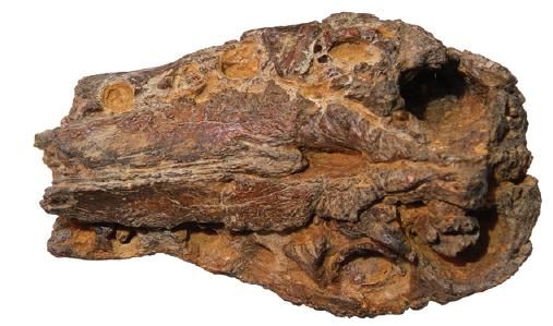 20110520083311spinosaur-snout-fragment.jpg