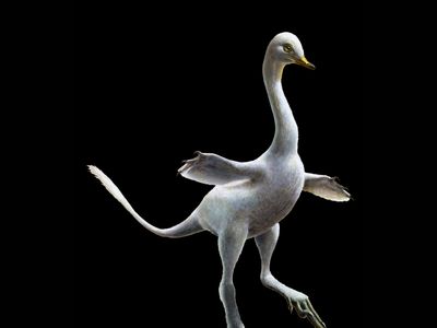Artist’s concept of Halszkaraptor escuilliei, the newly discovered dinosaur that blends characteristics of raptors, penguins, swans, and ducks.