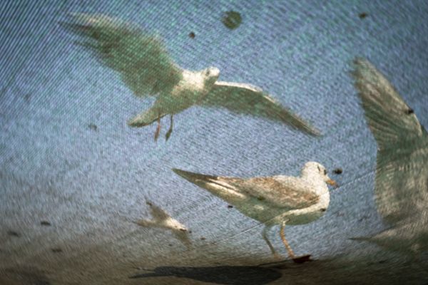 Seagulls thumbnail