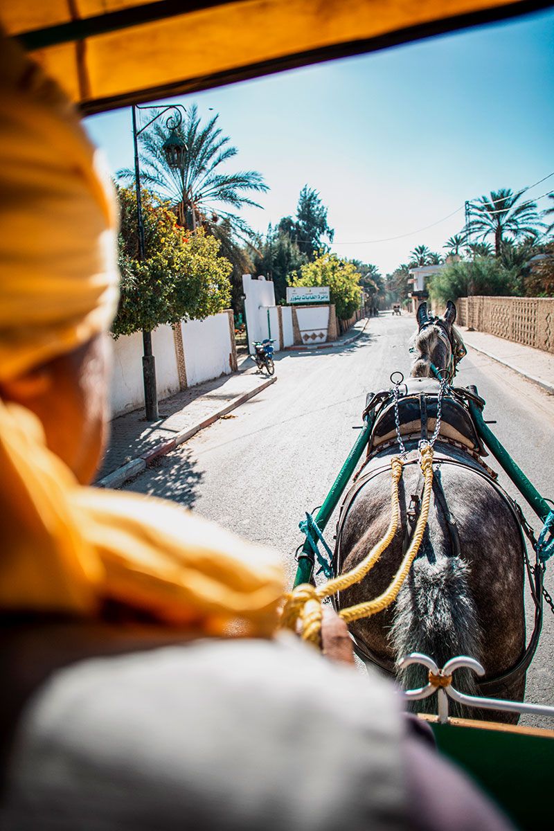Looking out from inside a horse-drawn carriage, a view of a palm-lined street.