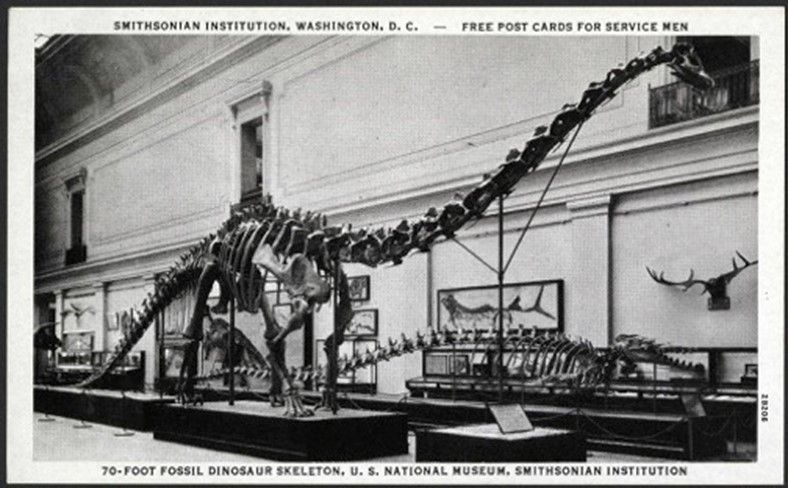 Black and white postcard showing the 70-foot diplodicus on display in the Smithsonian's fossil hall during World War II. 