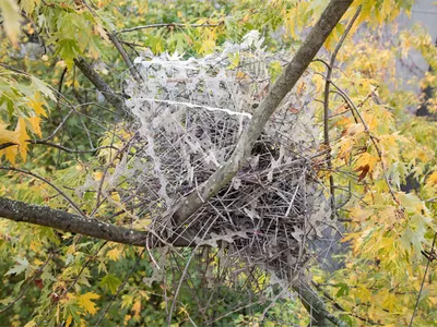 A magpie nest in Antwerp, Belgium, made with anti-bird spikes