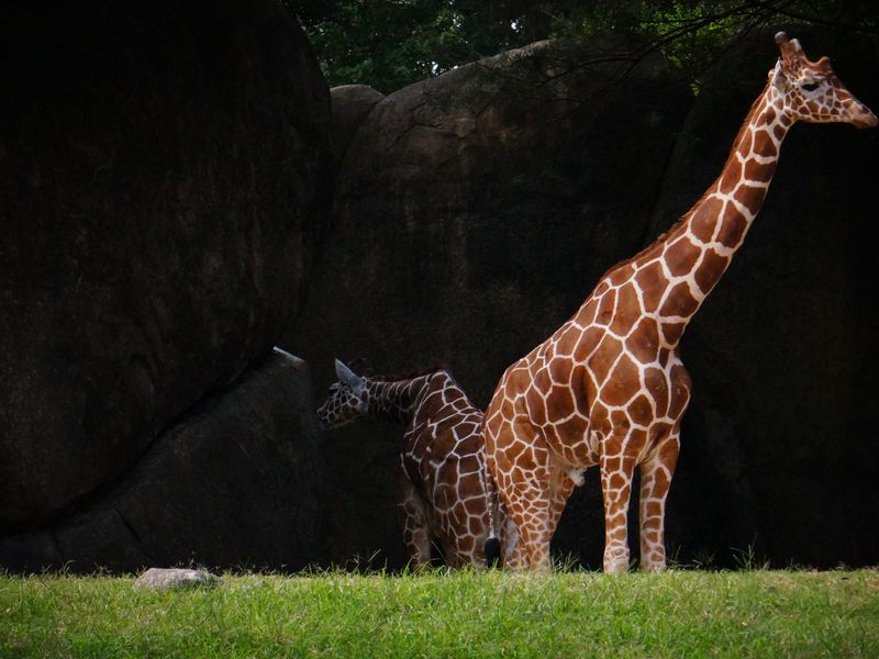 The Poised Giraffe Location: North Carolina Zoological Park (Photo ...