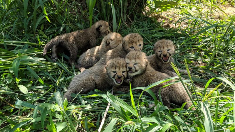 Zoo Announces Another Seven Adorable Cheetah Cubs Are Born | Smithsonian