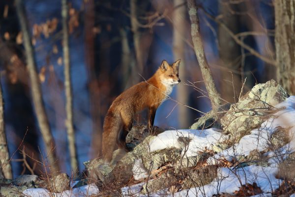 Red Fox in Winter thumbnail