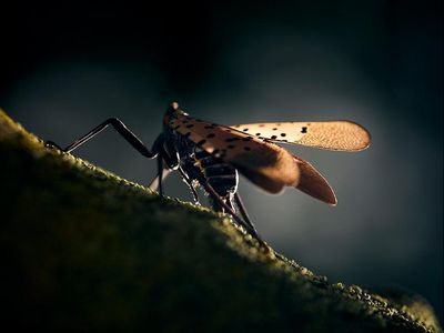 spotted lanternfly on a stick