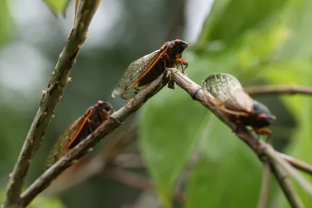 Billions of periodical cicadas emerge every 13 or 17 years in the eastern United States, creating an all-you-can-eat buffet for birds.

