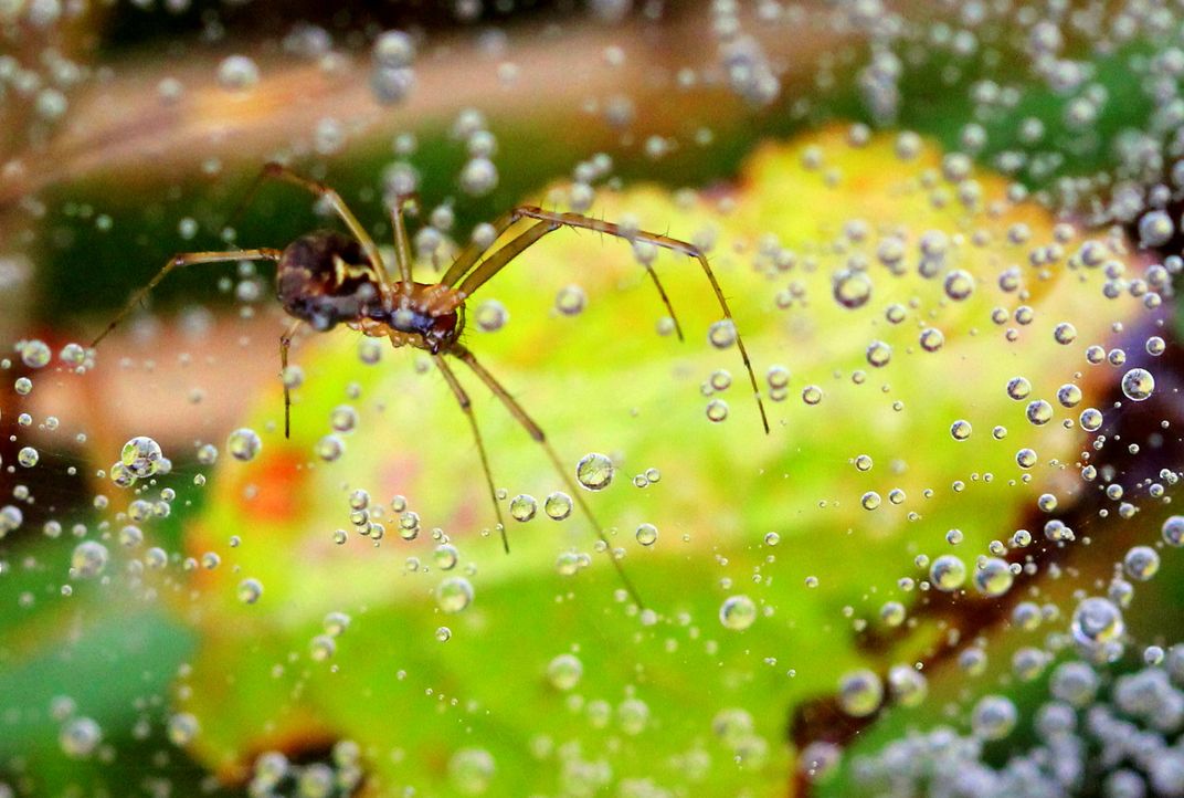 A spider in her net with water droplets | Smithsonian Photo Contest ...