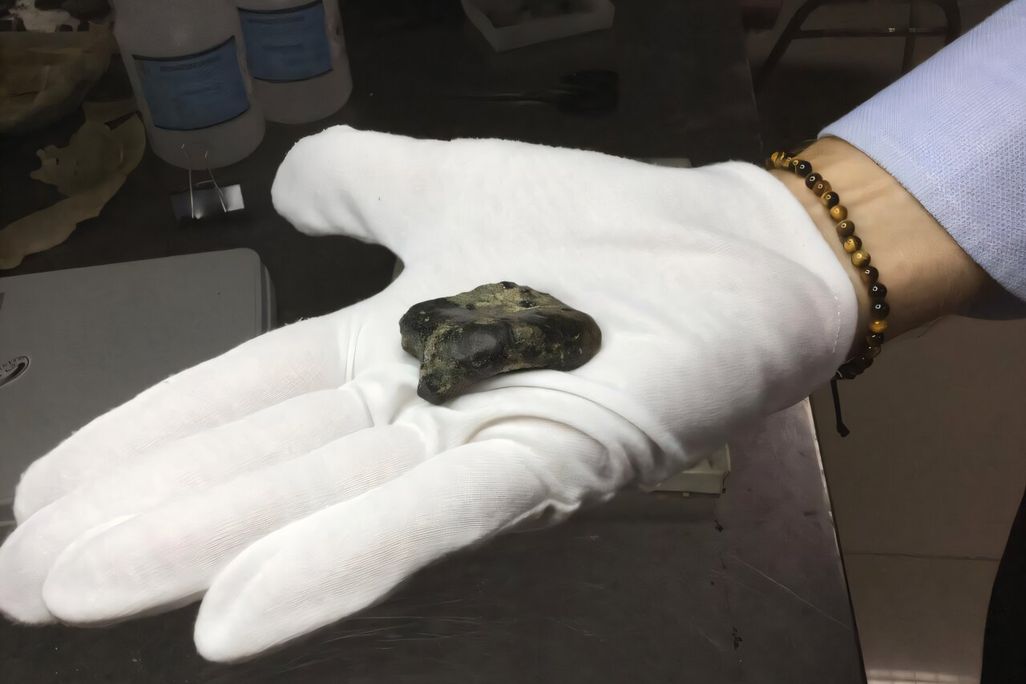 a gloved handle holding a small fossil