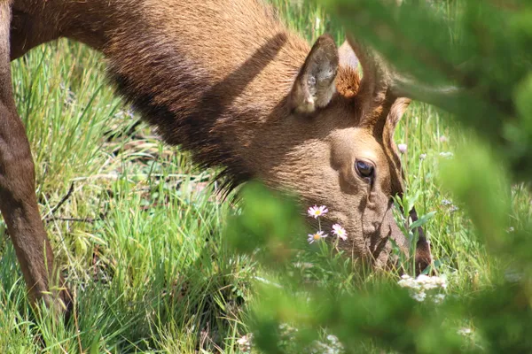 Bull elk in summer  thumbnail