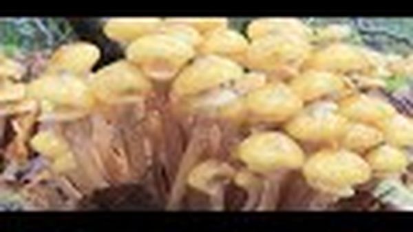 Preview thumbnail for Weird Science: Humongous Fungus