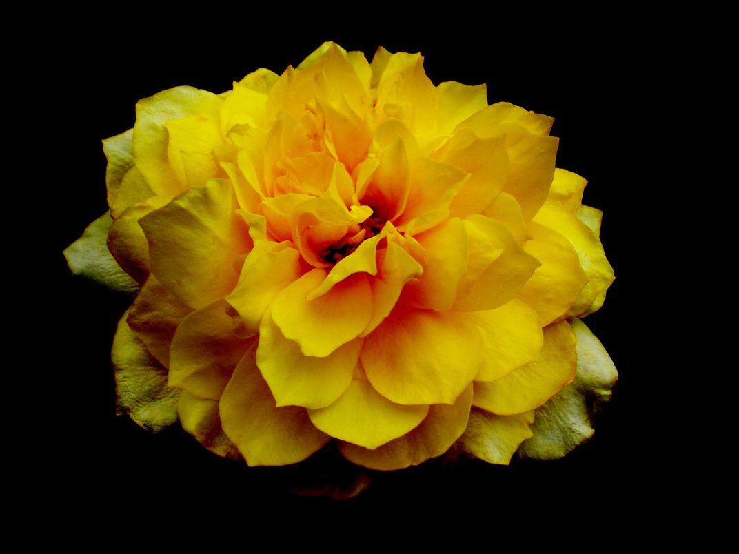 A beautiful Golden Glow rose from my garden, manipulated to create singed  edges and a vibrant orange center. | Smithsonian Photo Contest |  Smithsonian Magazine