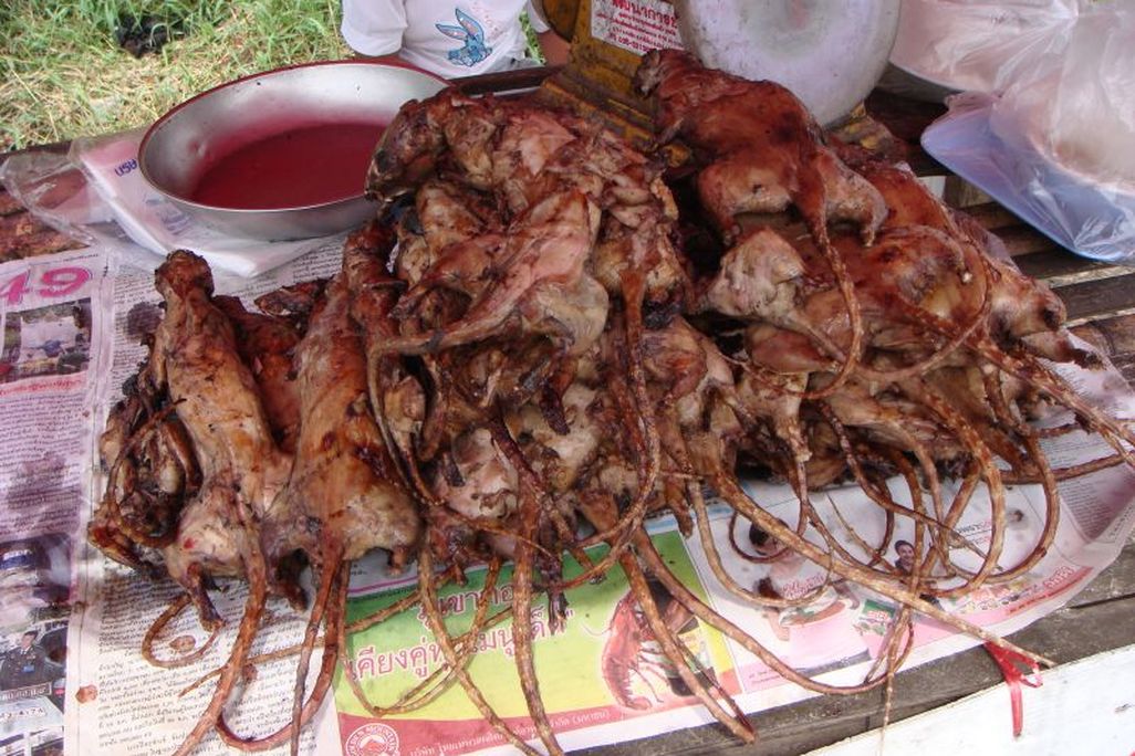 20131002084026rat.jpg