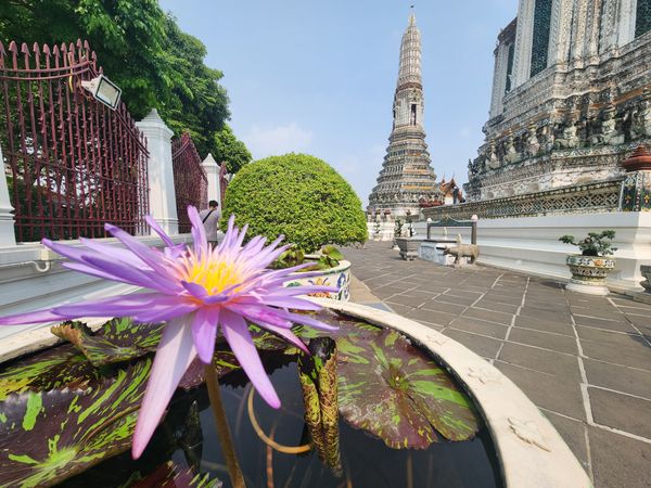 Wat Arun behind a lotus flower thumbnail