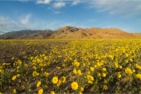 Desert Gold wildflowers carpet Death Valley during the 2016 "super bloom."