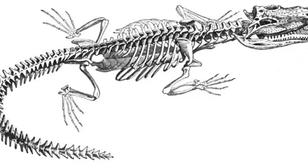 The crocodile, last of the crurotarsans