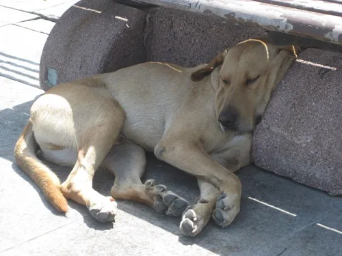 A six-toed dog at ease on the waterfront in the Besiktas district.