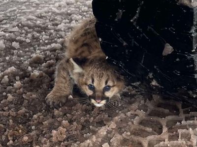 When the motorist stopped to take a closer look at the kittens, one of them ran under his truck.