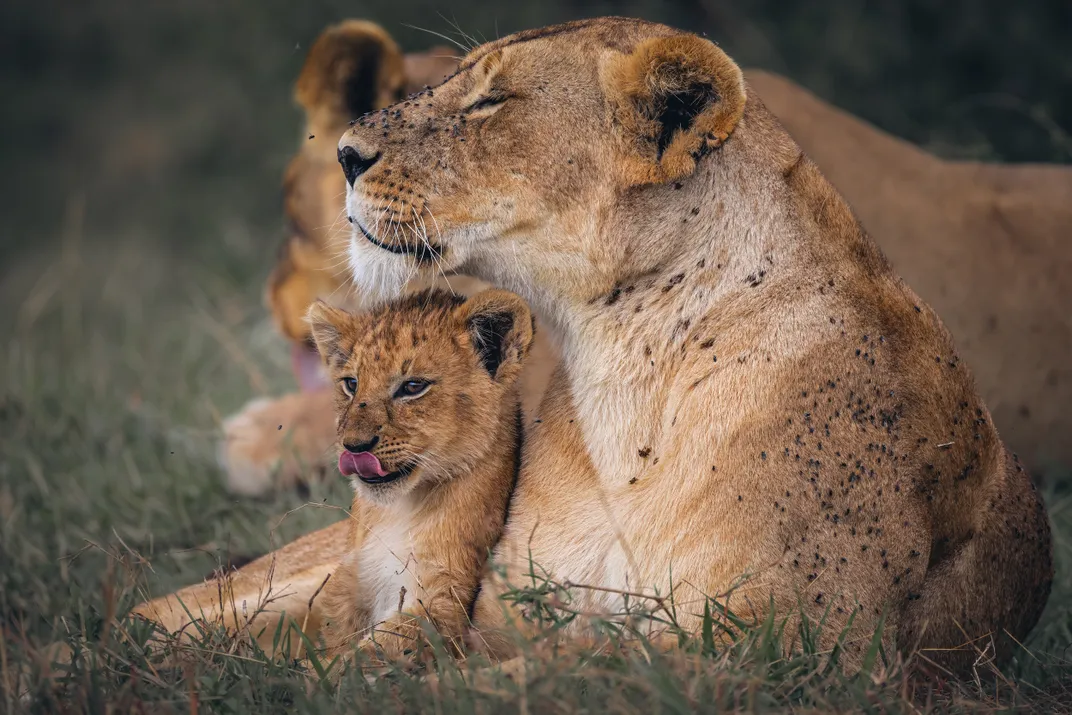 The photographer waited patiently for the moment that a lion cub licked its lips as its mother cuddled it in Maasai Mara.