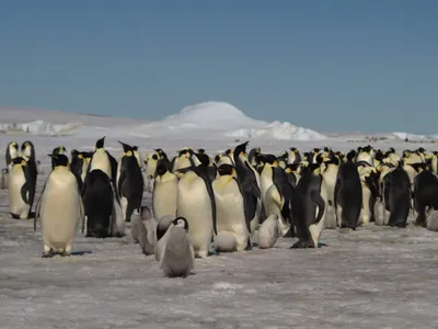 Emperor penguins rely on sea ice to reproduce and, as a result, are vulnerable to global warming.