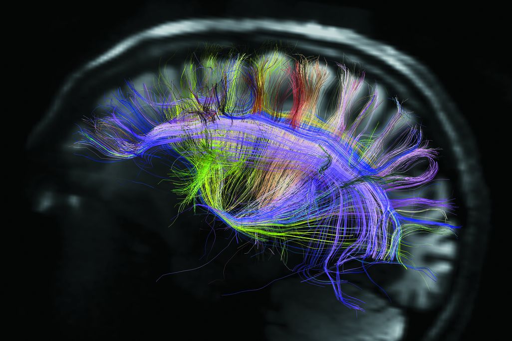 beautiful-animal-brains.jpg