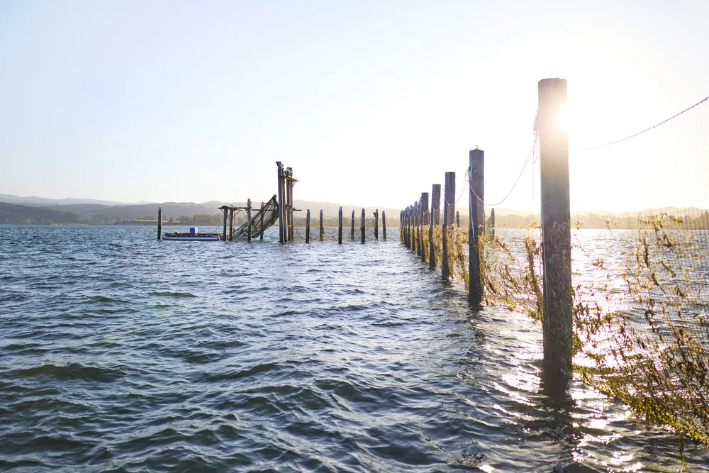 pilings from a fish trap seen over the Columbia River with the sun low