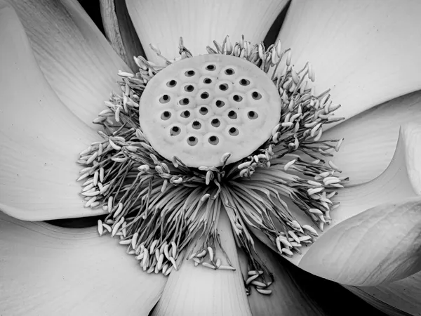 Sacred Bloom thumbnail