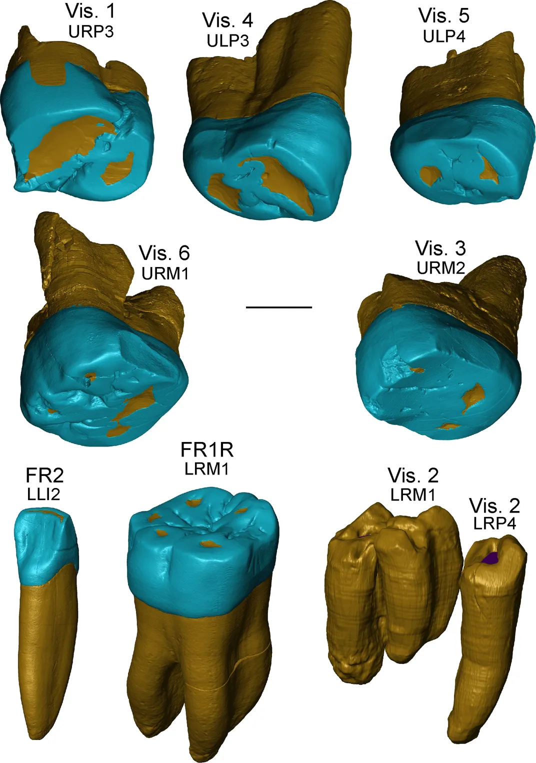 Neanderthal Teeth Rendering
