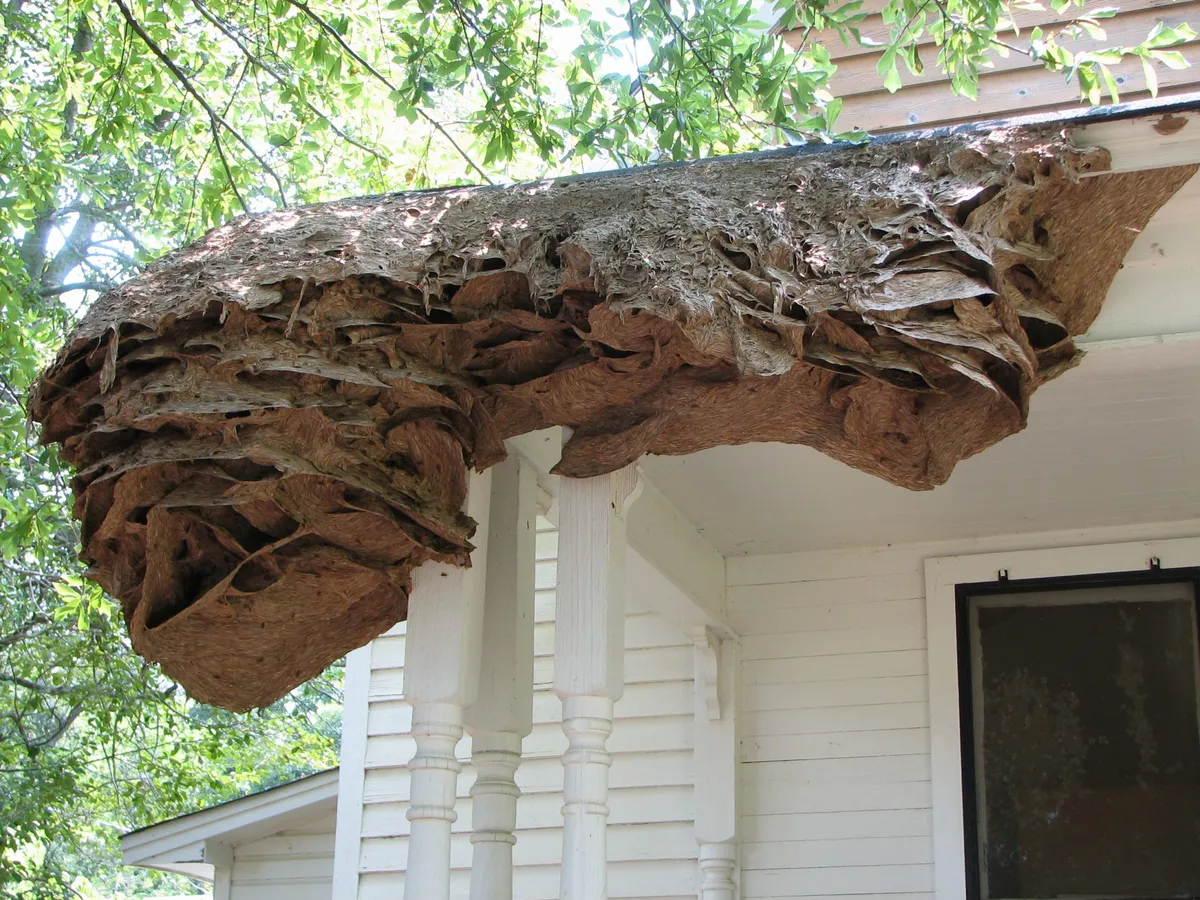 Yellow Jacket Insect Nest