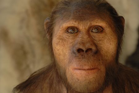 A hyper realistic reconstruction of an Australopithecus africanus based on cast of the skull STS5 (nicknamed "Mrs Ples") discovered in 1947 in Sterkfontein, South Africa. The fossil STS5 is between 2.1 and 2.7 million years old.
