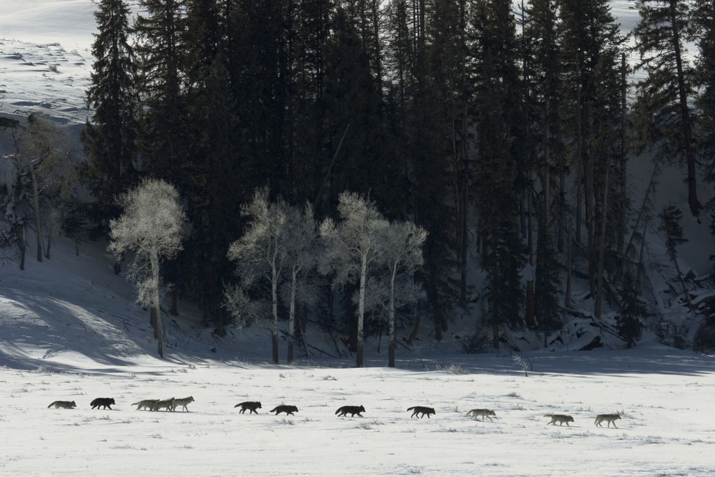 A line of grey wolves walking across the snow in Yellowstone National Park