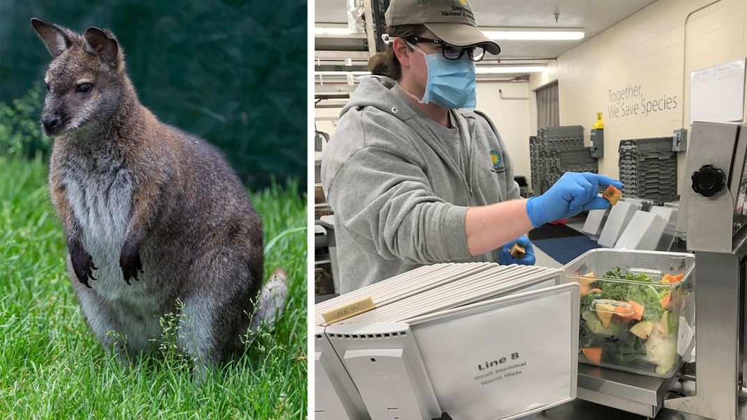 A Bennett's wallaby (left) and a keeper dropping a piece of chopped sweet potato into a bin filled with other vegetables (right)