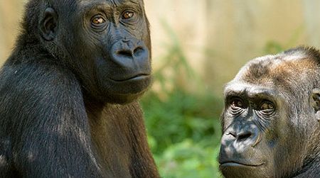 What are the National Zoo's gorillas plotting?