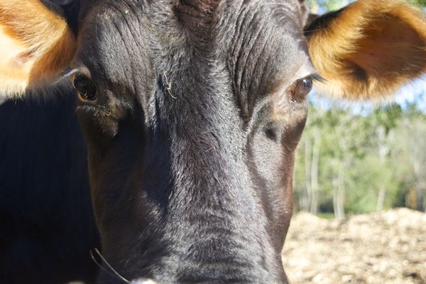 Up close to a cow thumbnail