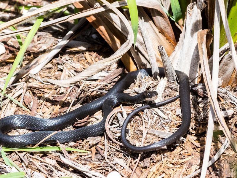 A Black Racer Snake In The Garden. | Smithsonian Photo Contest ...