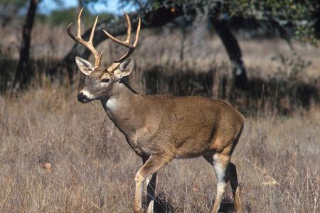 Previous studies have shown that white-tailed deer are susceptible to SARS-CoV-2 infections and can spread the virus to other deer in laboratory settings. 

