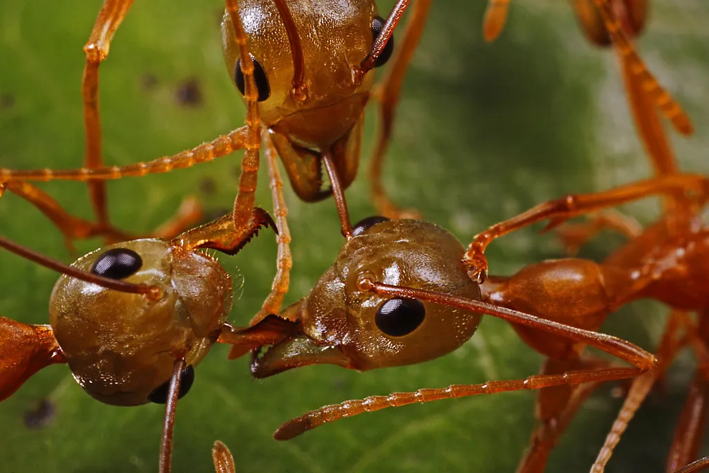 Ant Wars