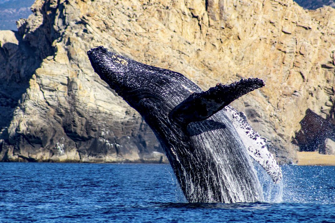 Whale breaching  off Baja Peninsula