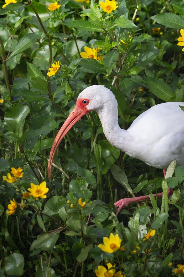 An ibis stalks through Sweetwater Wetlands Park thumbnail