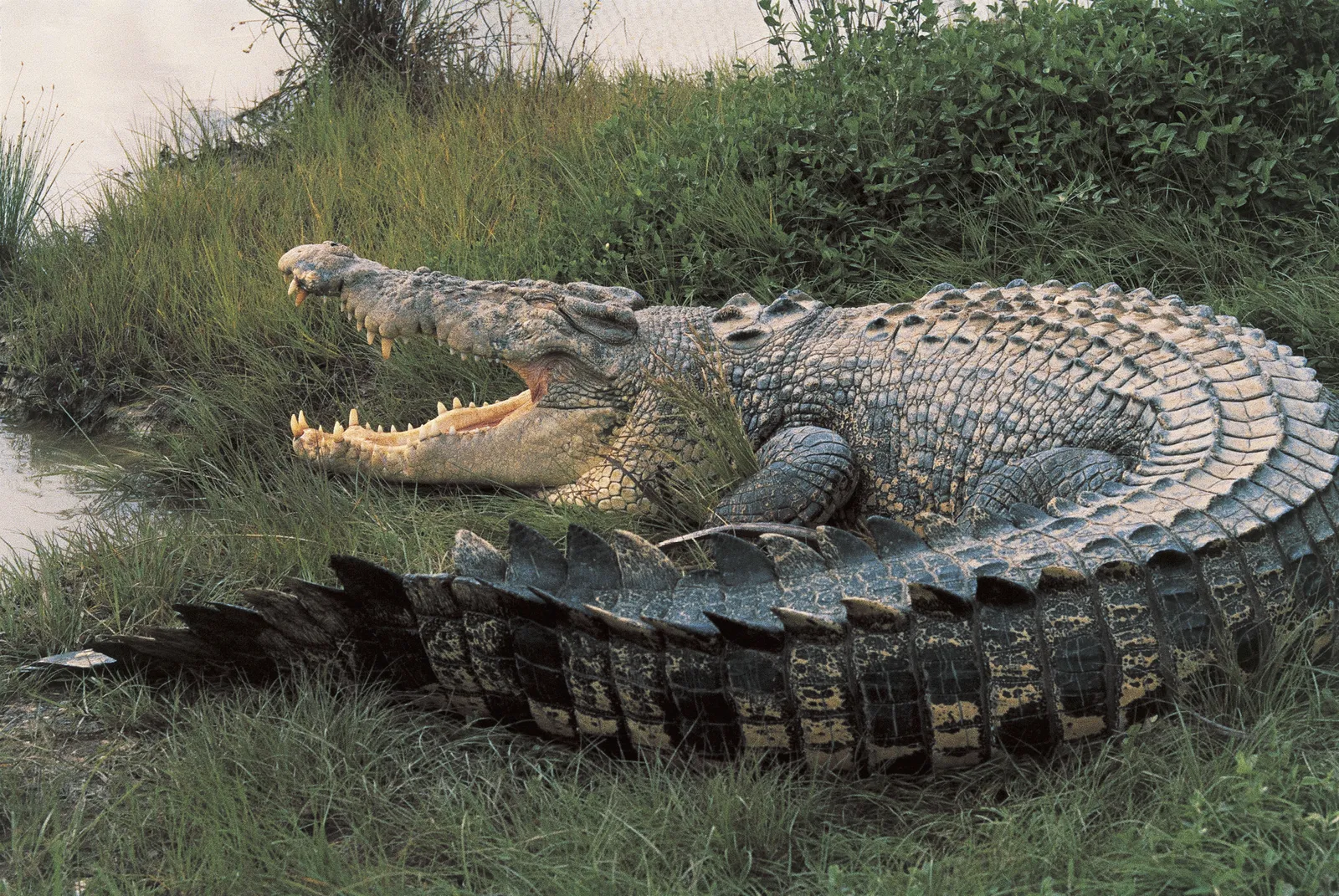 Feral Pigs May Have Helped Boost Crocodile Numbers in the Northern Territory, Australia