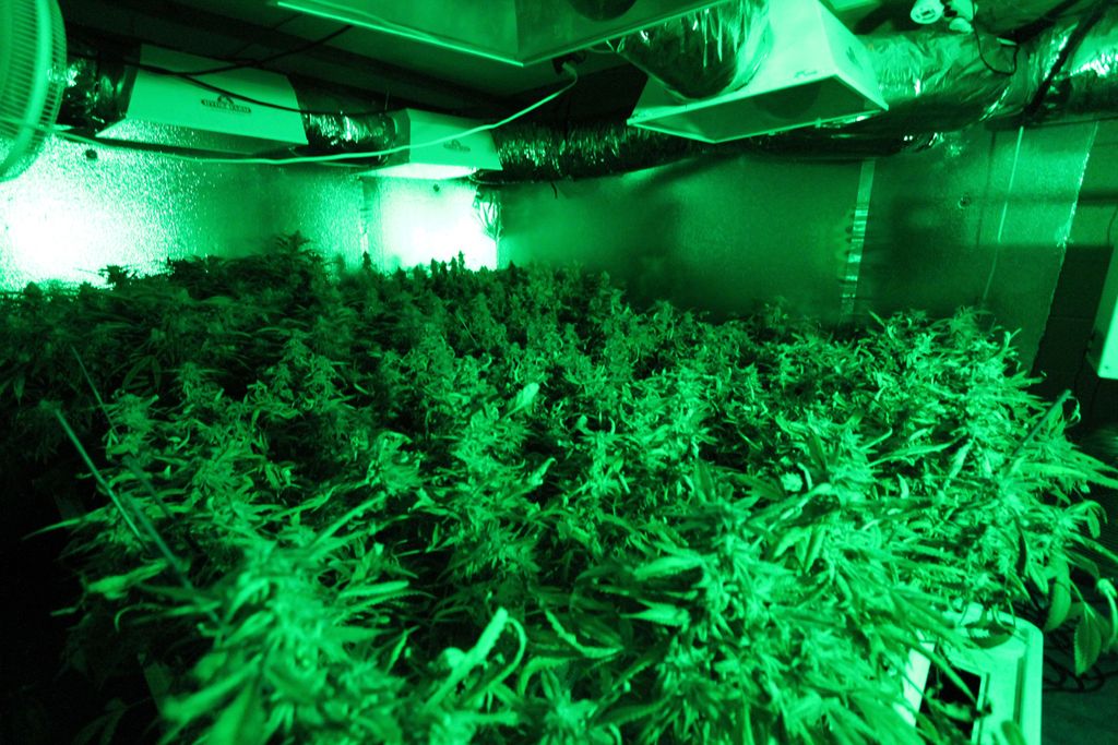 Indoor cannabis growing in California.