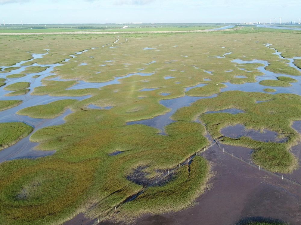 The photo shows a salt marsh ecosystem. The marsh is broken up by green land with small pools of water in the center