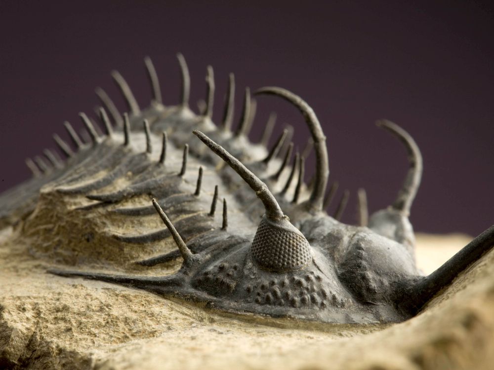 2007-7446-trilobites.jpg