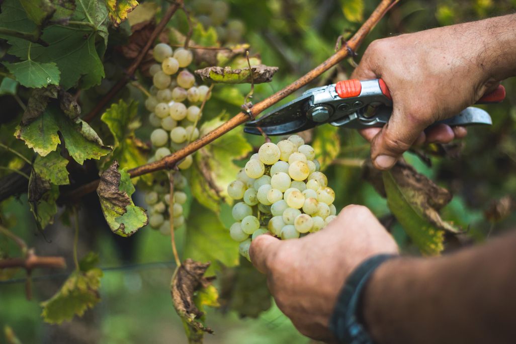 Grapes