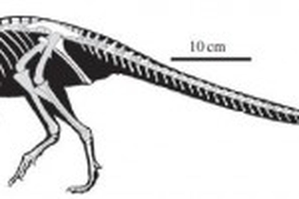 20110520083153fruitadens-skeleton-300x100.jpg