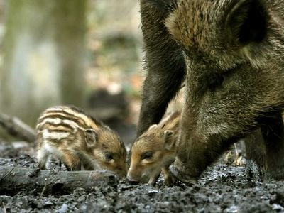 A wild boar and her little squeakers explore in Duisburg Forest, Germany.