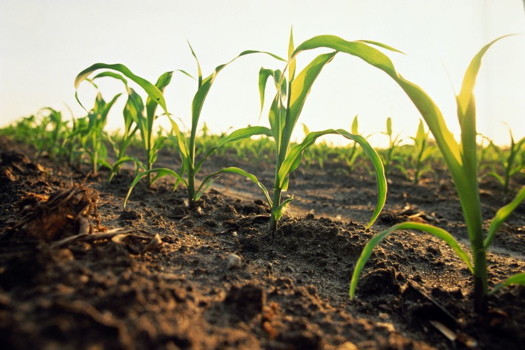 young corn plants growing in rows in soil