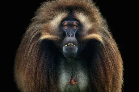 Gelada monkeys are known for long, flowing manes that continue down their backs.