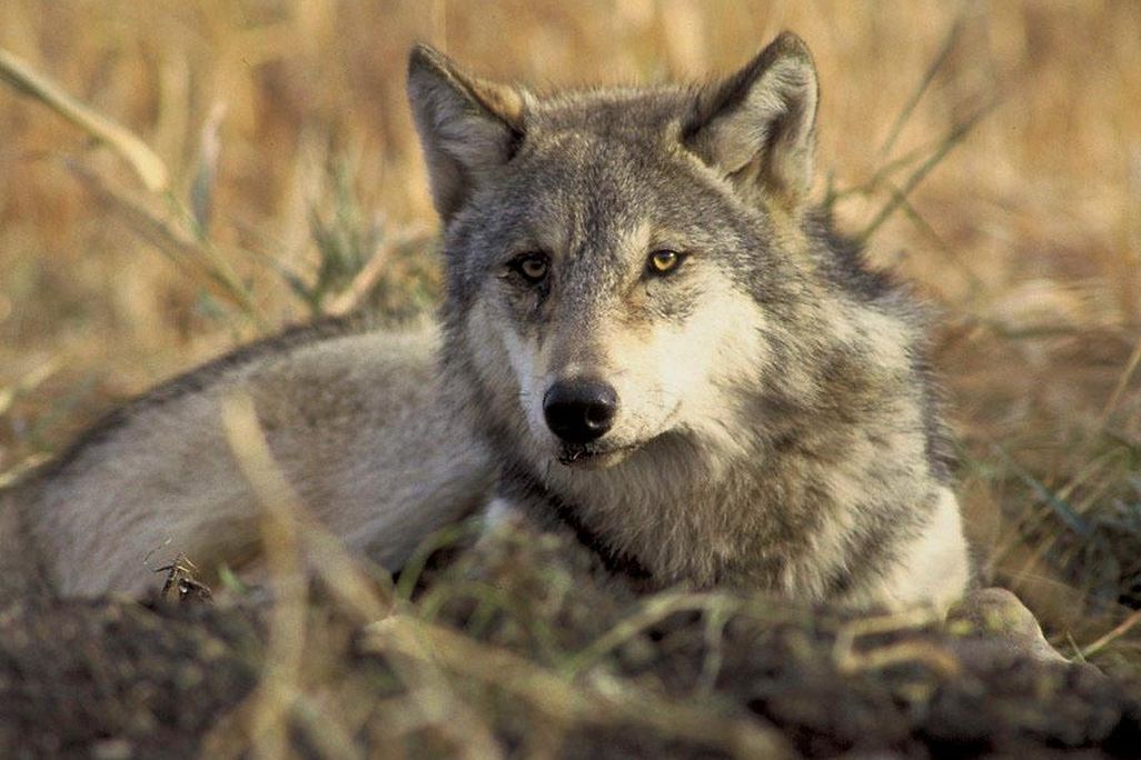 A gray wolf sits in tall grass looking toward the camera