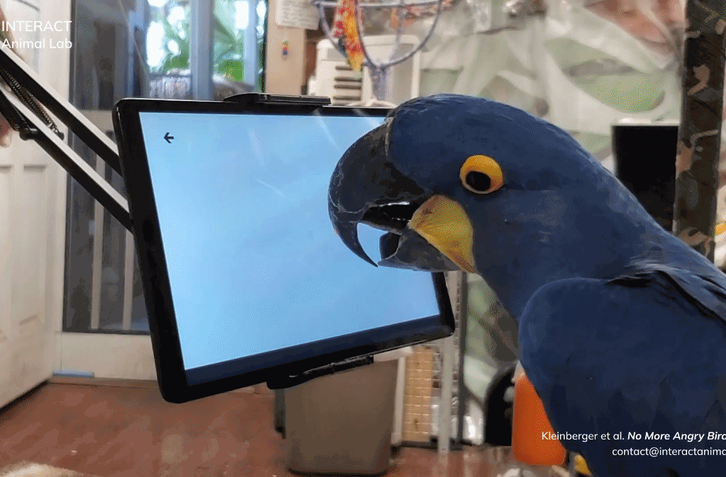 GIF if blue parrot playing a tablet game